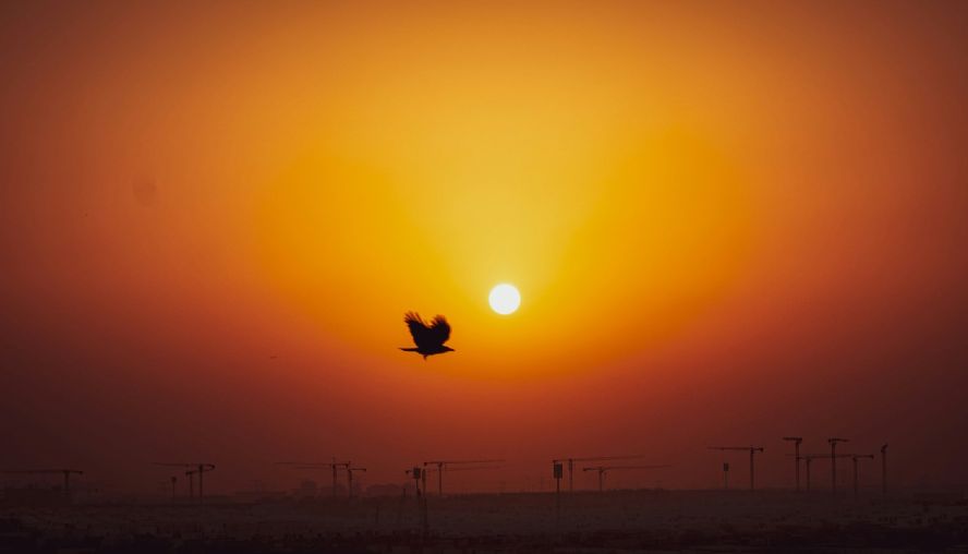 Bird flying across an orange sunset.